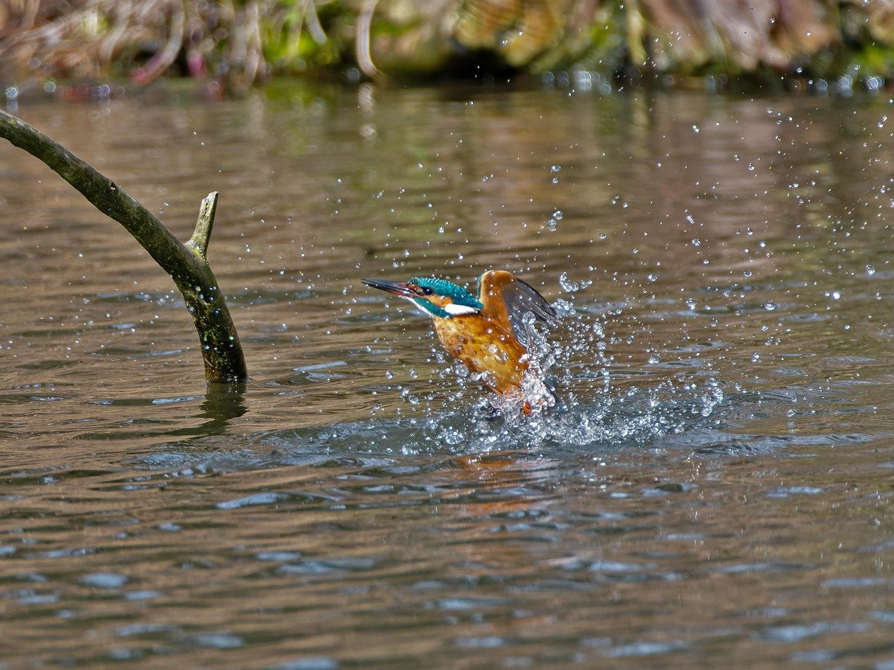 August - The Bold Kingfisher (image credits: pixabay)