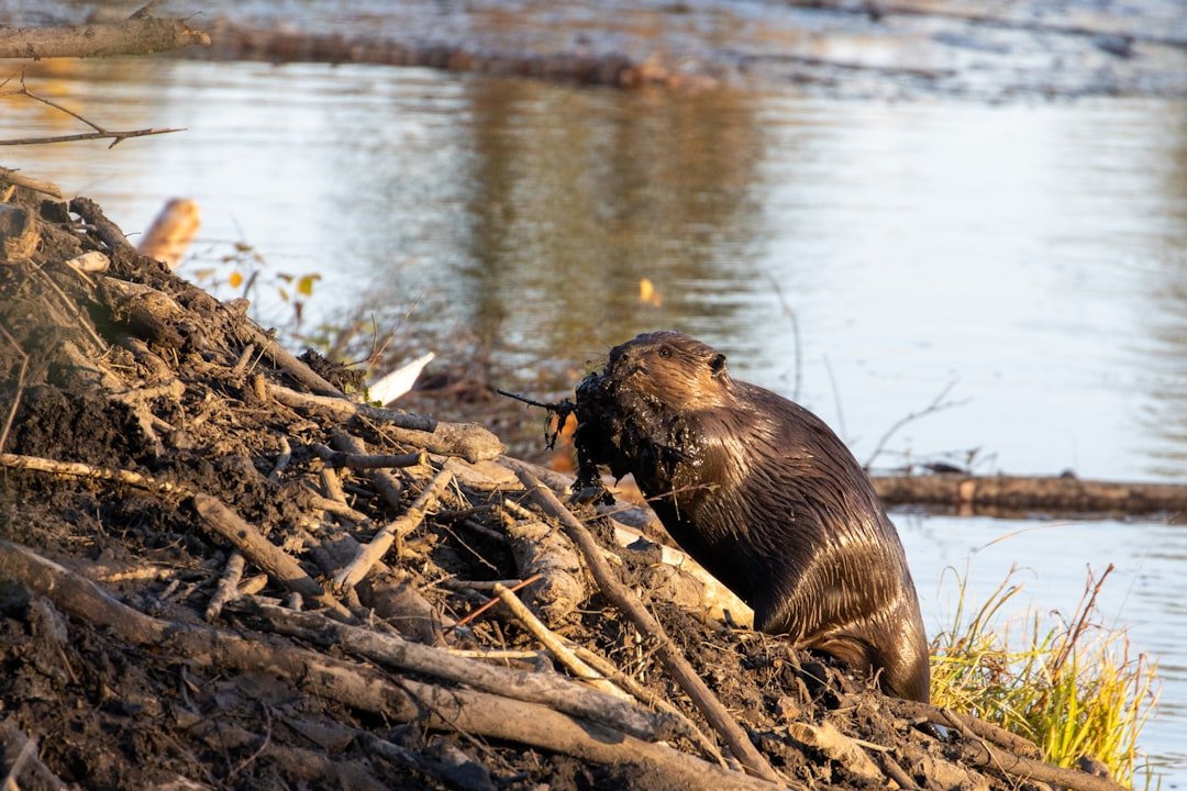 September - The Industrious Beaver (image credits: unsplash)
