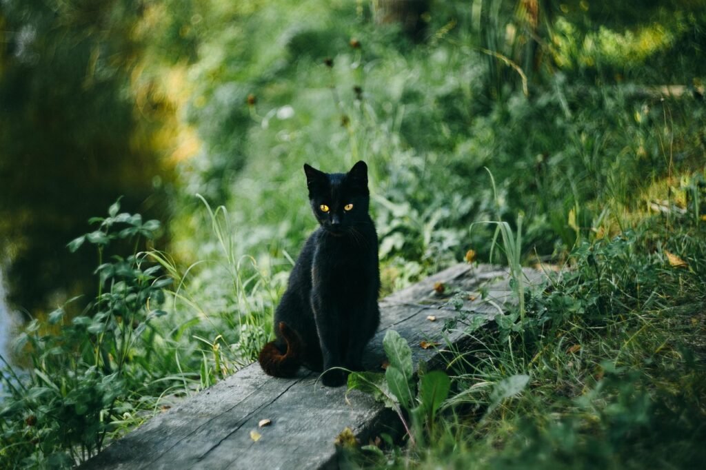October - The Mysterious Black Cat
