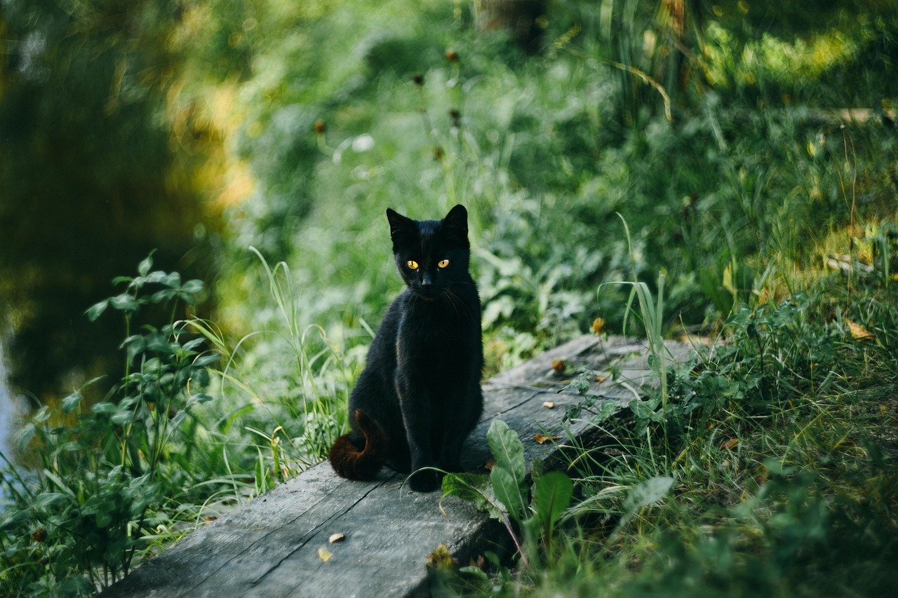 October - The Mysterious Black Cat (image credits: pixabay)