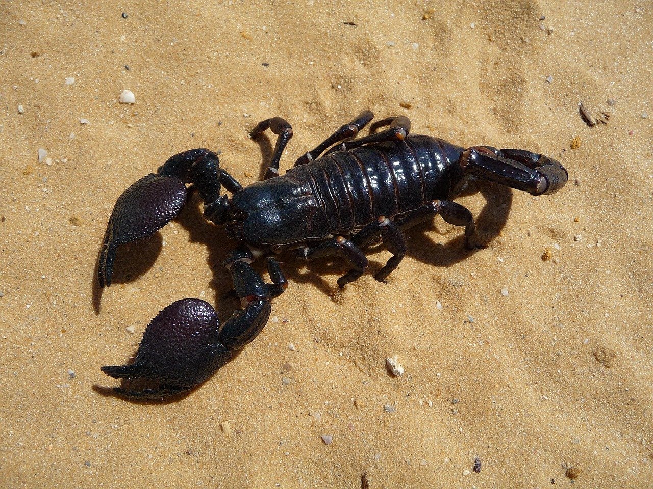 November - The Intense Scorpion (image credits: pixabay)