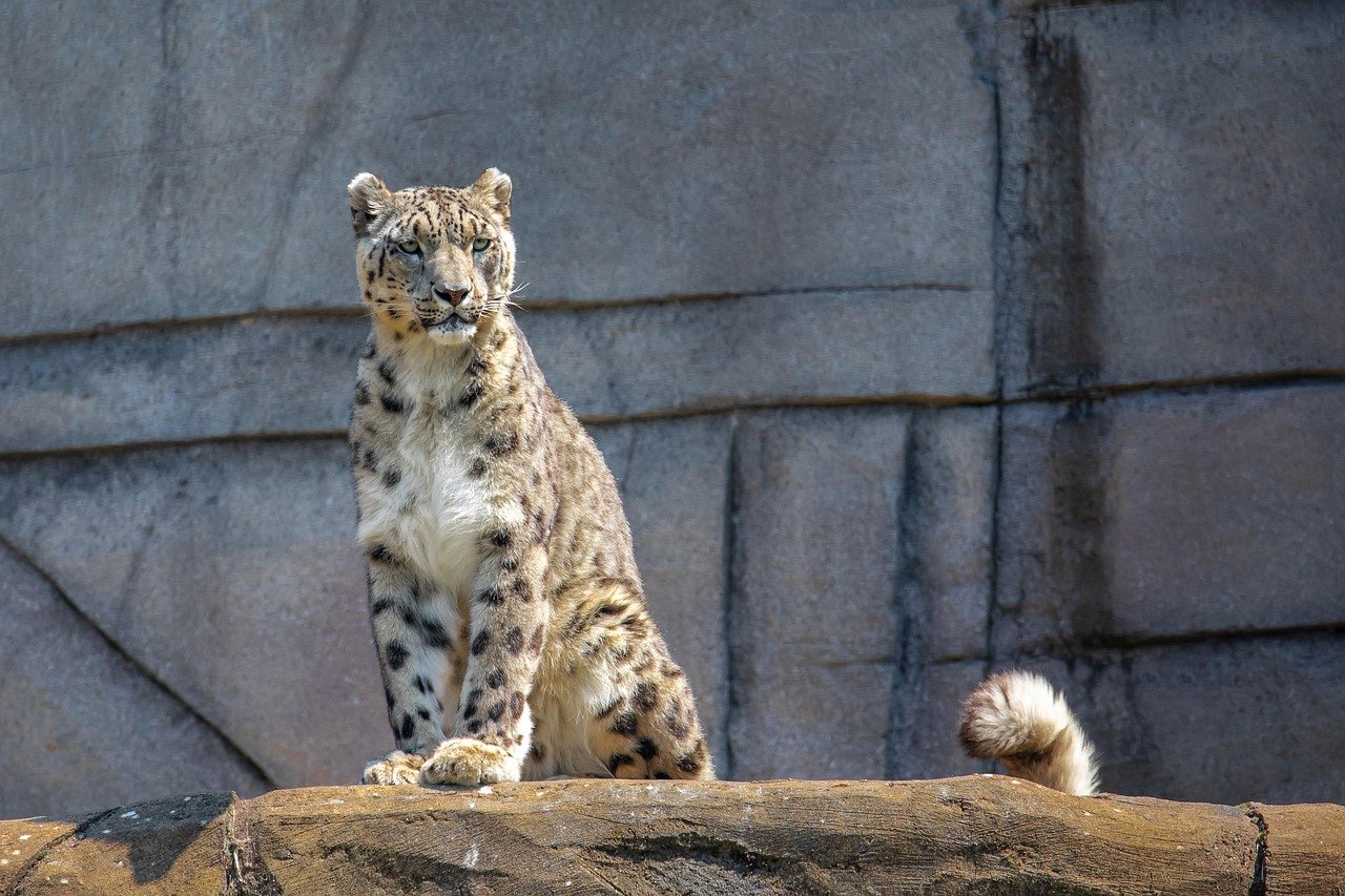 December - The Silent Snow Leopard (image credits: pixabay)