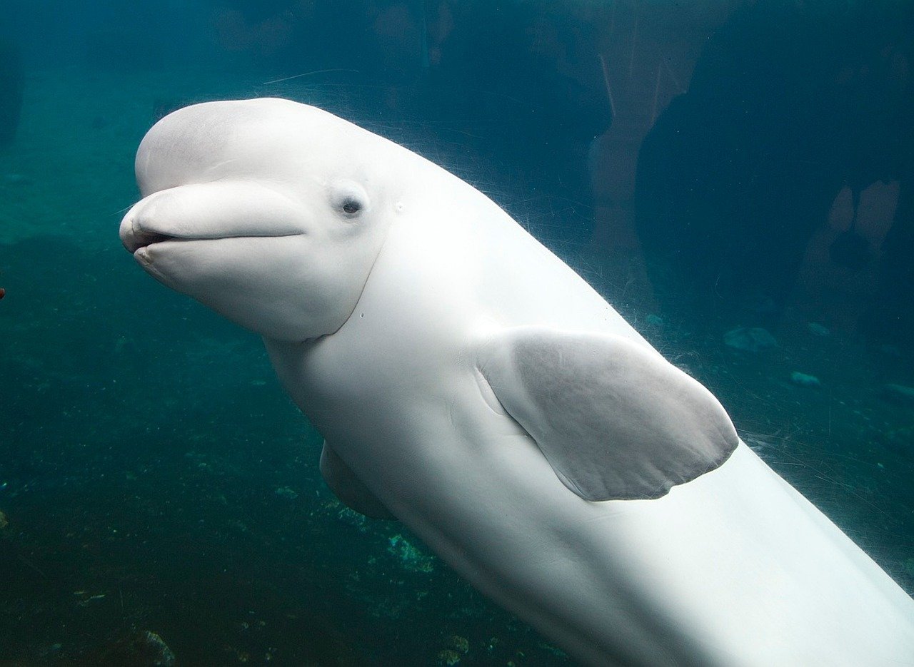 The Arctic's Most Empathetic Resident (image credits: pixabay)