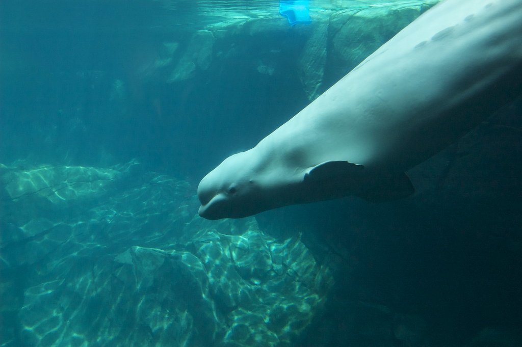 Extraordinary Sensory Awareness (image credits: flickr)