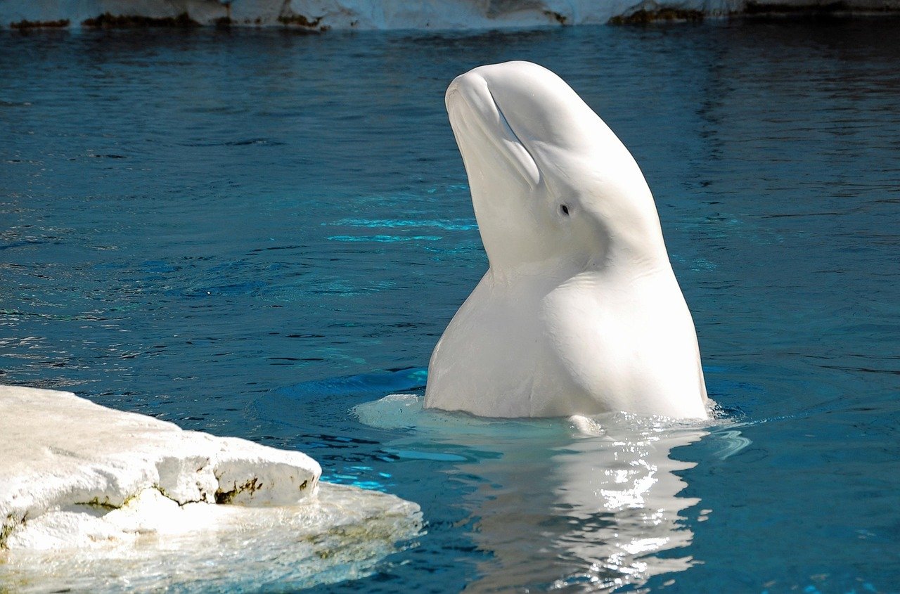 Adaptive Sensitivity to Environment (image credits: pixabay)