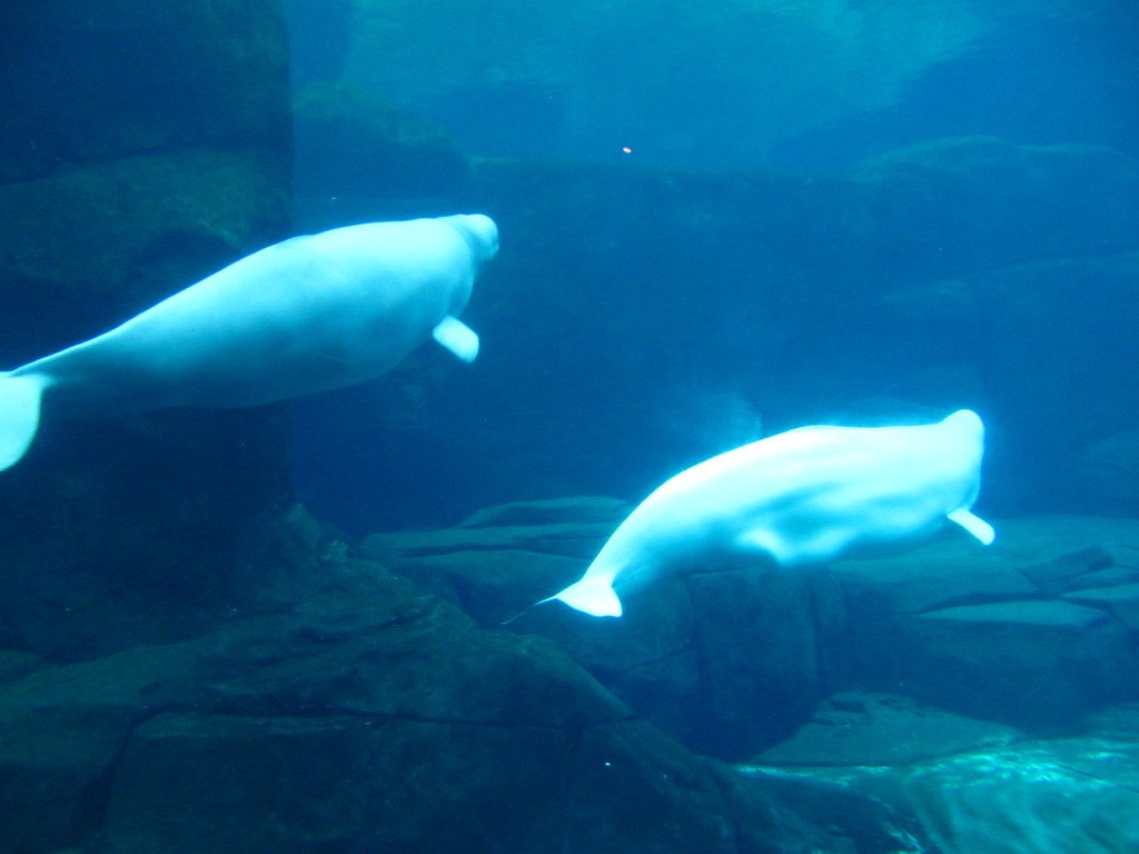 Intuitive Communication Beyond Words (image credits: flickr)