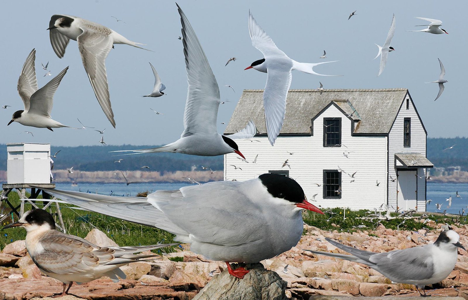 The Arctic Tern: Ultimate Sagittarius Spirit Animal (image credits: Richard Crossley, CC BY-SA 3.0, https://commons.wikimedia.org/w/index.php?curid=25986300)