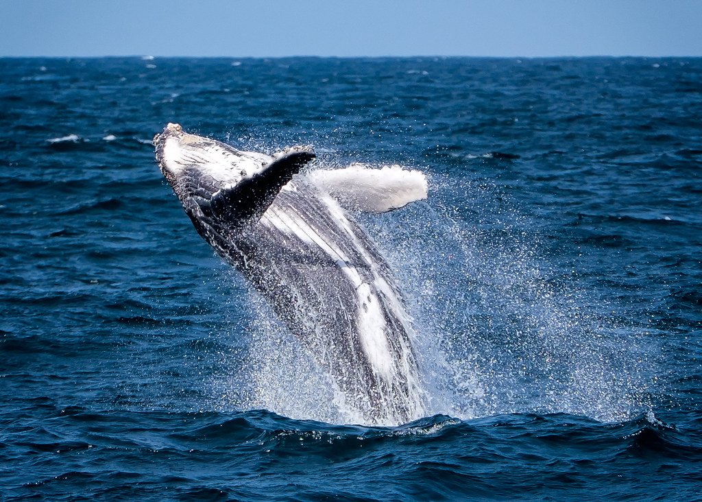 Humpback Whales: Gentle Giants with Big Dreams (image credits: flickr)