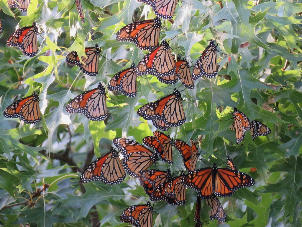 Monarch Butterflies: Multi-Generational Dreams (image credits: flickr)