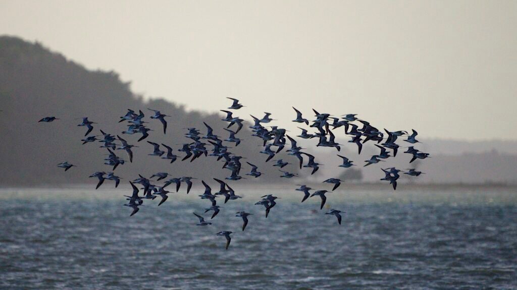 Bar-Tailed Godwits: Non-Stop Adventurers