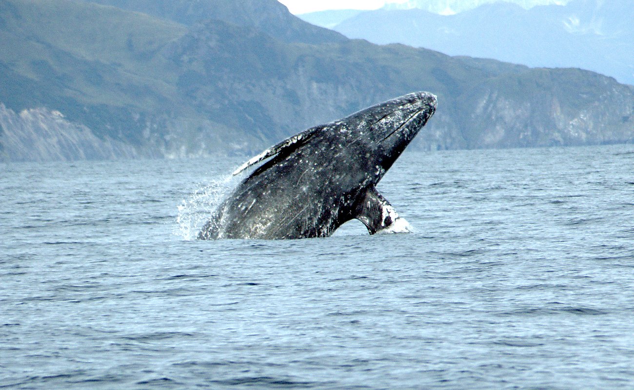 Gray Whales: Coastal Road Trippers (image credits: wikimedia)