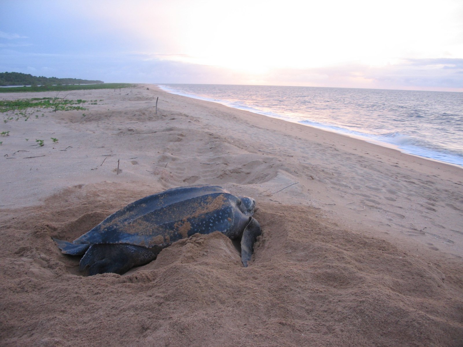 Leatherback Sea Turtles: Ancient Wisdom Seekers (image credits: By JuliasTravels, CC BY-SA 3.0, https://commons.wikimedia.org/w/index.php?curid=28945556)