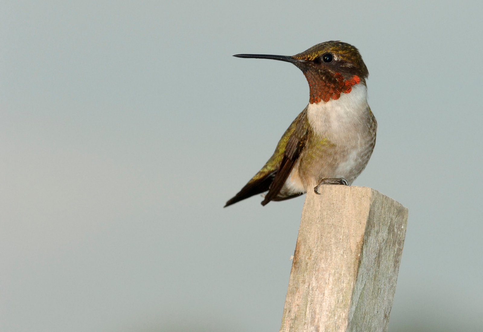 Ruby-Throated Hummingbirds: Small Birds with Big Dreams (image credits: wikimedia)