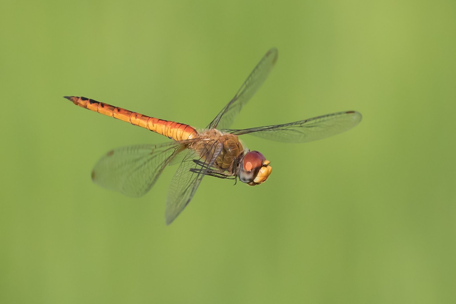 Globe Skimmer Dragonflies: Following the Rains (image credits: wikimedia)
