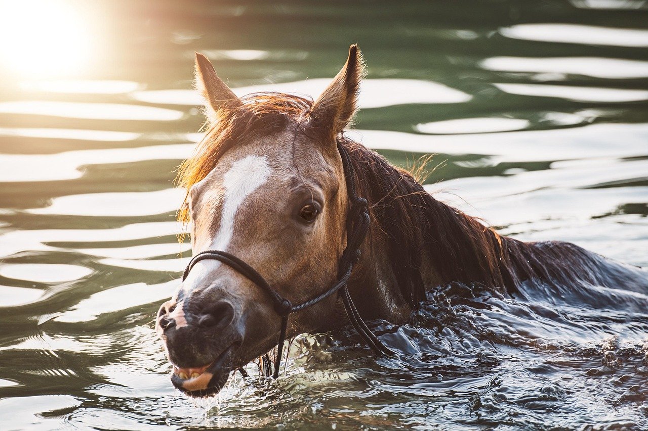 Kelpie: The Shape-Shifting Water Spirit (image credits: pixabay)