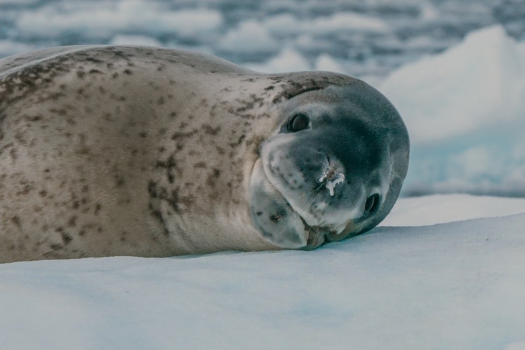 Selkies: Masters of Transformation (image credits: unsplash)