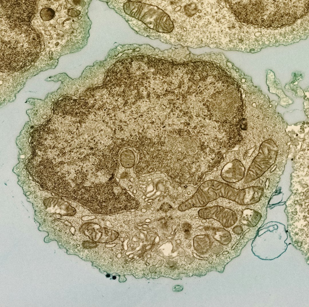 Senescent Cells: The Aging Culprits (image credits: unsplash)