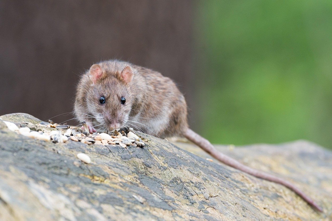 Rat: The Clever Navigator's Lucky Year (image credits: pixabay)