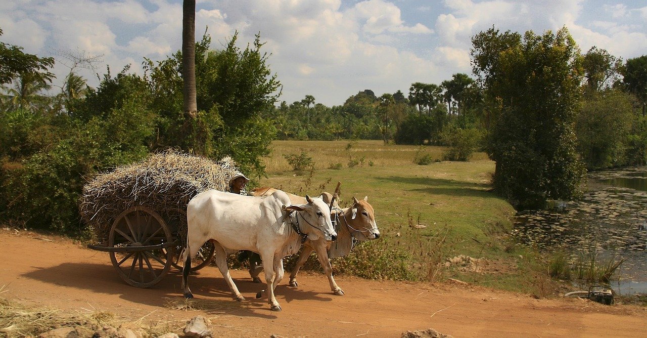 Ox: The Steady Achiever's Foundation Year (image credits: pixabay)