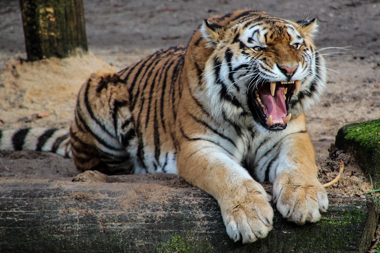 Tiger: The Bold Warrior's Challenge Year (image credits: pixabay)