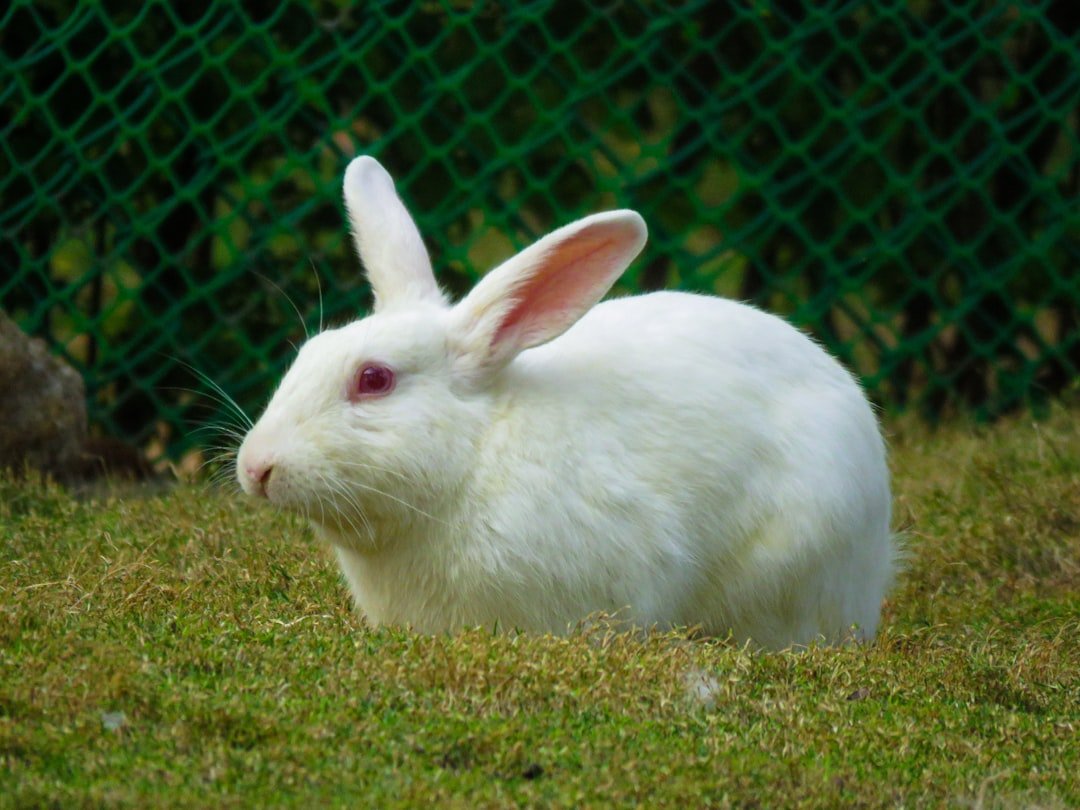 Rabbit: The Gentle Diplomat's Fortune Year (image credits: unsplash)