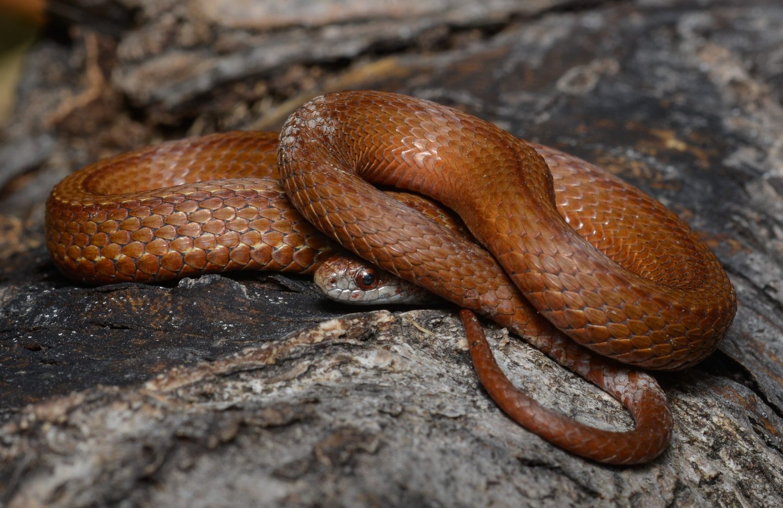 Snake: The Wise Transformer's Ben Ming Nian (image credits: Red-bellied snake, CC BY 2.0, https://commons.wikimedia.org/w/index.php?curid=71398981)