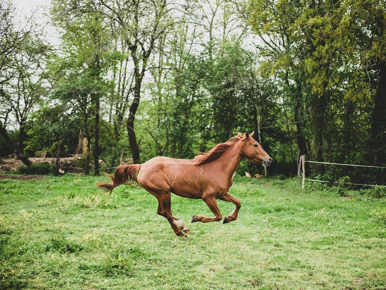 Horse: The Free Spirit's Peak Year (image credits: pixabay)