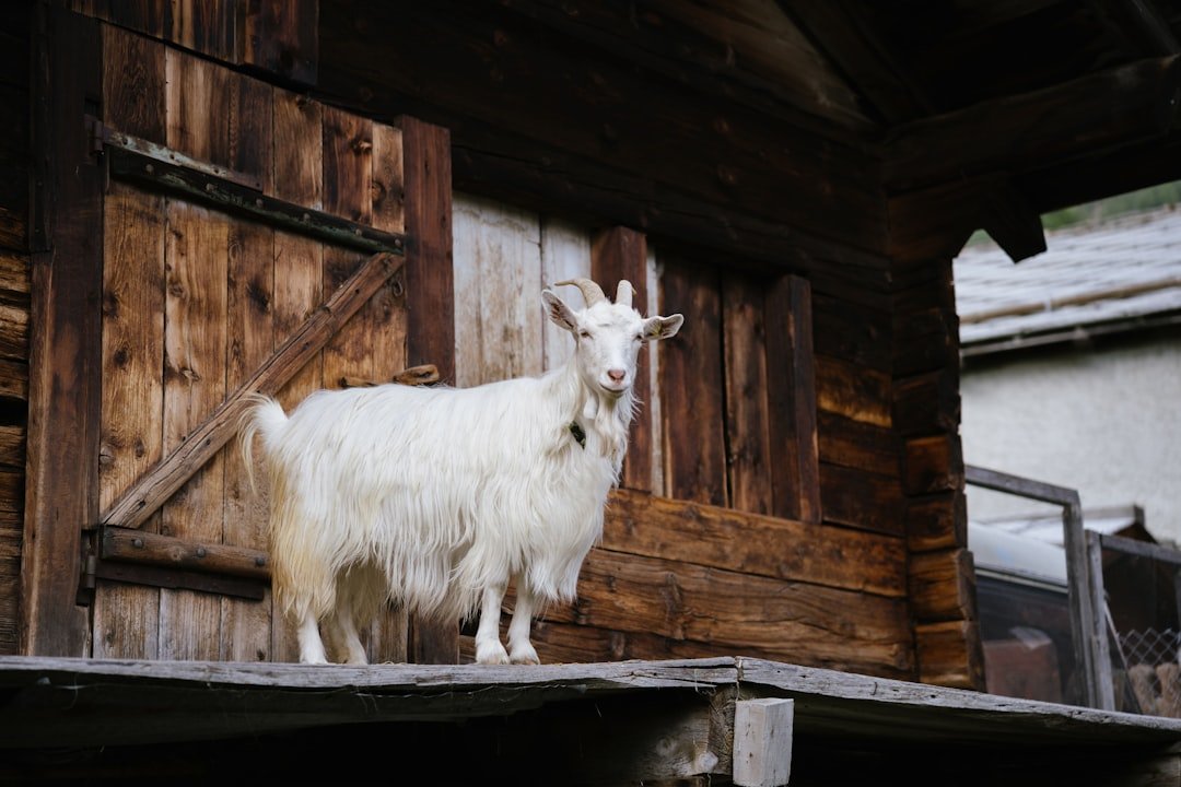 Goat: The Creative Artist's Shining Year (image credits: unsplash)
