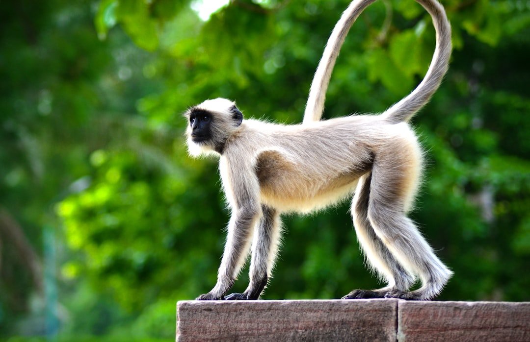 Monkey: The Clever Innovator's Strategic Year (image credits: unsplash)