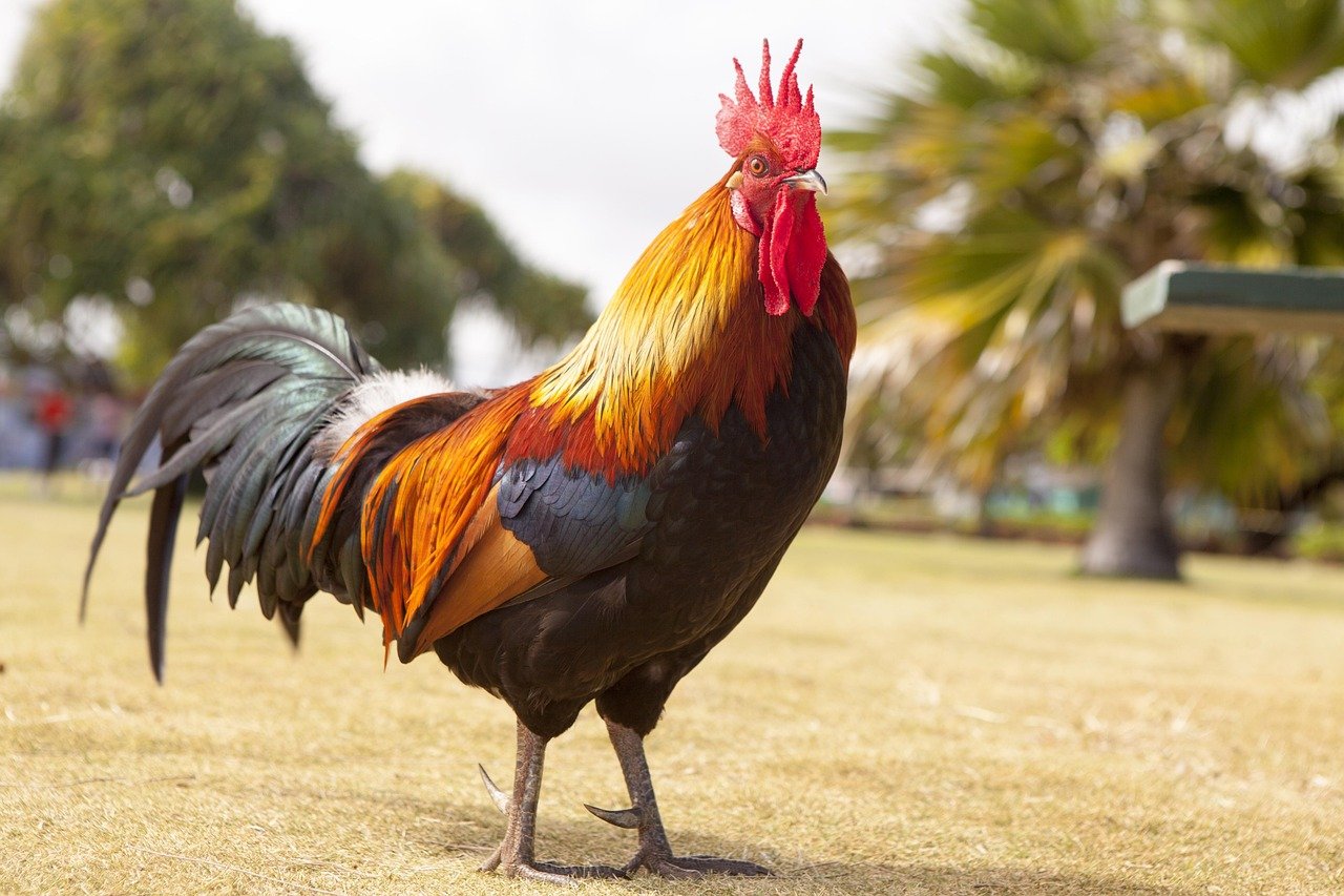 Rooster: The Confident Achiever's Reward Year (image credits: pixabay)