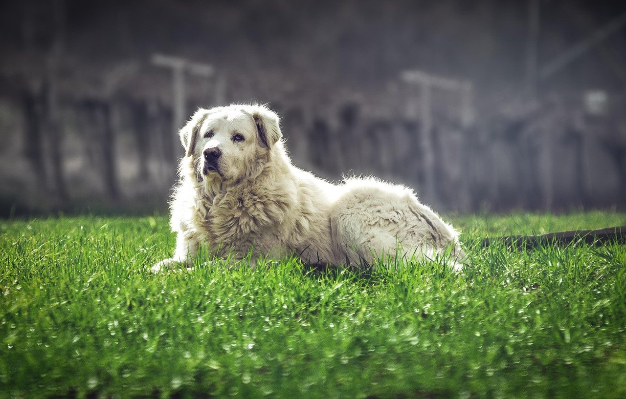 Dog: The Loyal Guardian's Promising Year (image credits: pixabay)