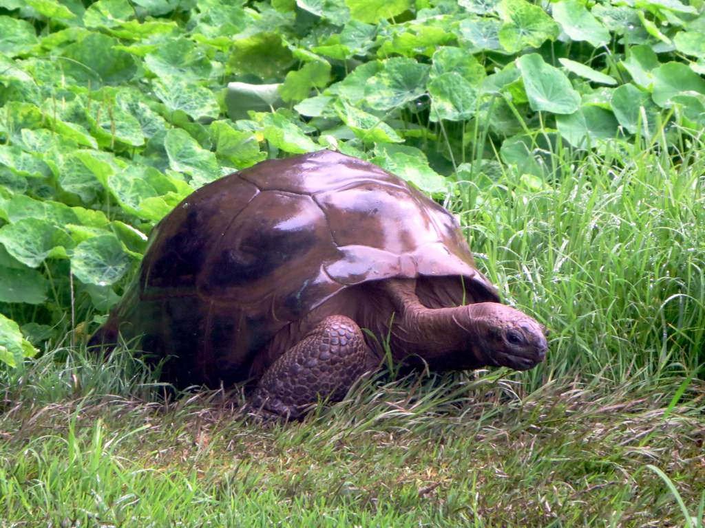 Jonathan the Tortoise: A Living Historical Monument (image credits: World's Oldest Reptile, CC BY 2.0, https://commons.wikimedia.org/w/index.php?curid=44162142)