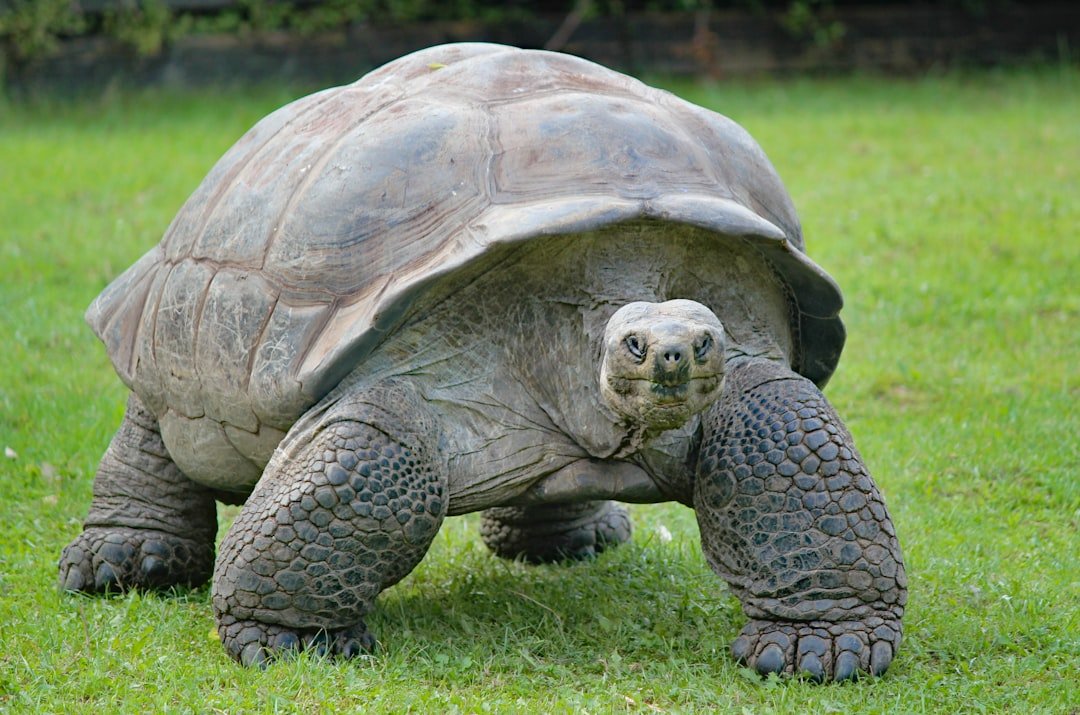 The Genetic Secrets Behind Tortoise Longevity (image credits: unsplash)