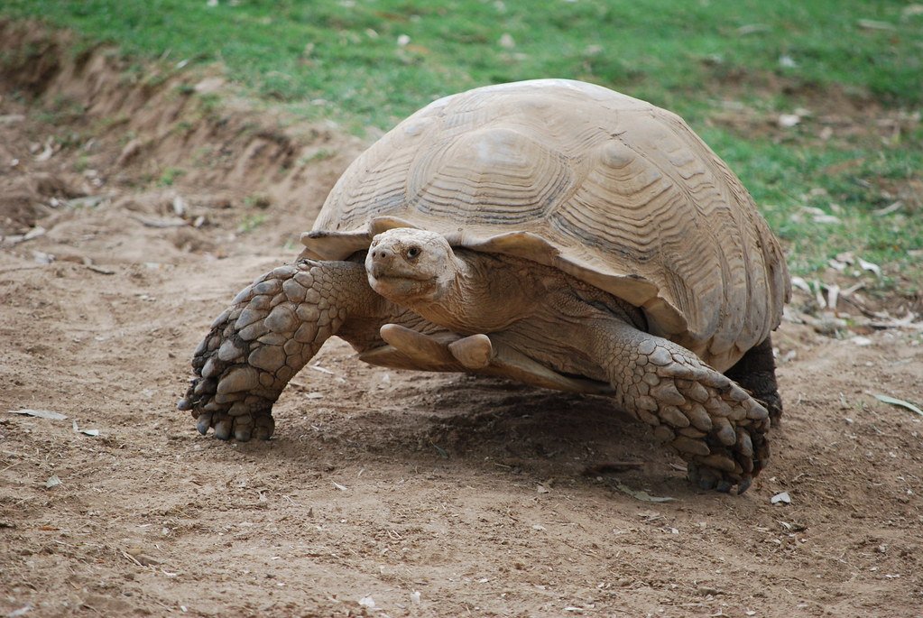 The Power of Slow Living: Metabolism and Longevity (image credits: flickr)