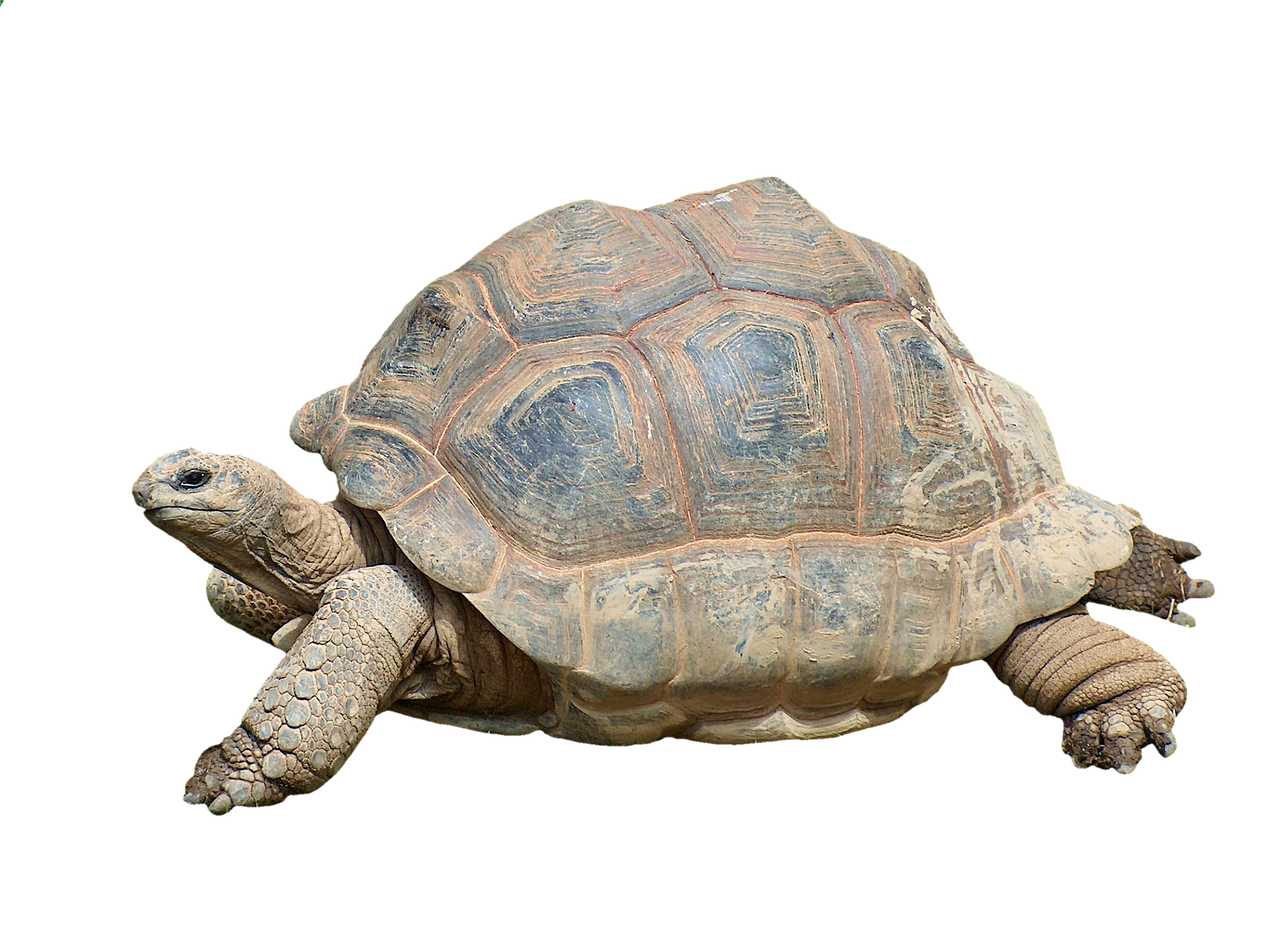 Natural Armor: The Shell as Life Insurance (image credits: pixabay)