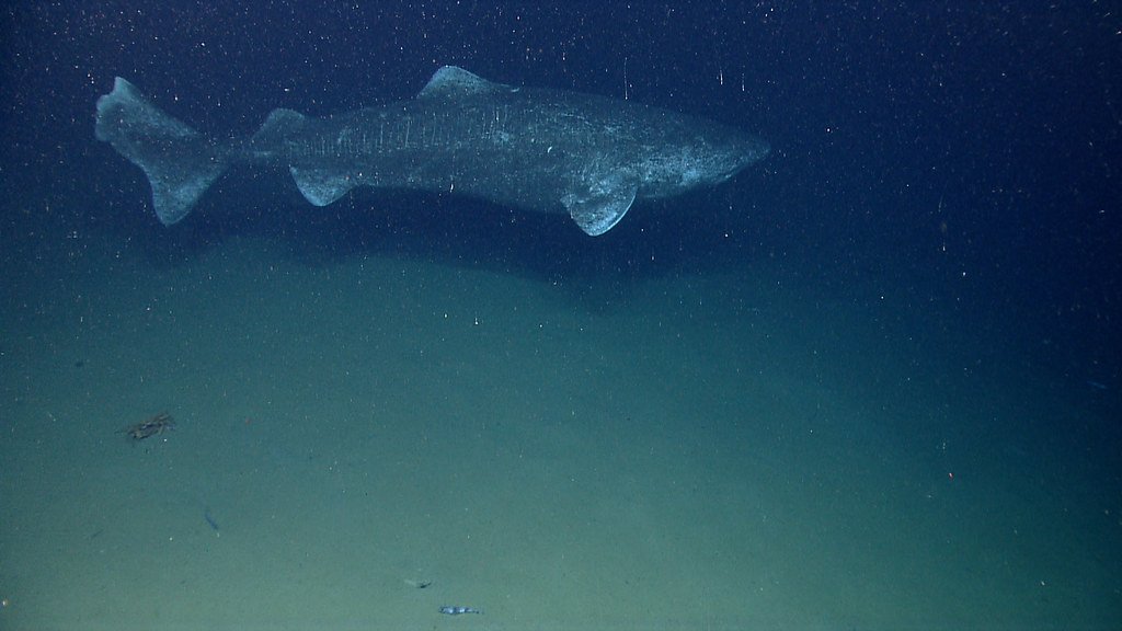 Greenland Sharks: The Ocean's Ancient Wanderers (image credits: flickr)