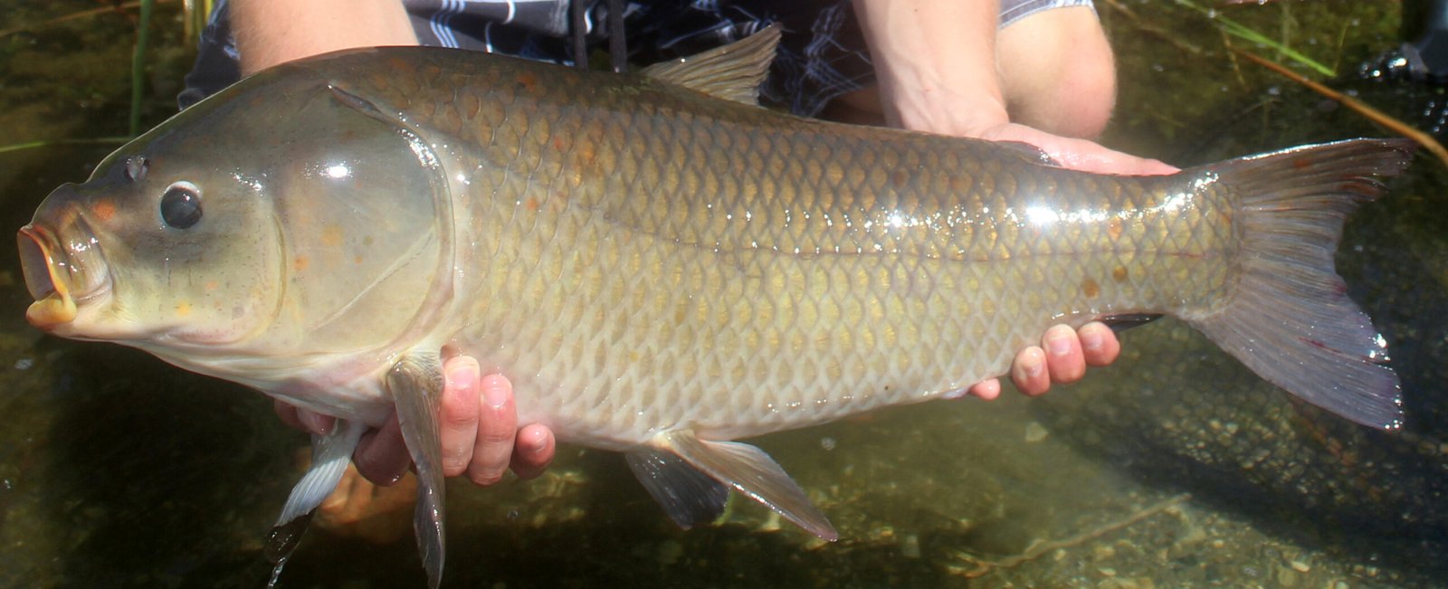 The Bigmouth Buffalo: Freshwater's Aging Defiant (image credits: wikimedia)