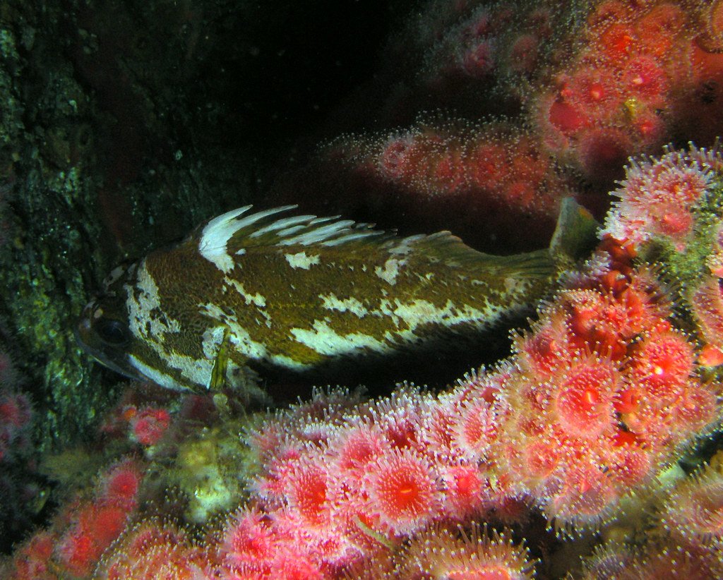 Rockfish: The Deep Sea's Time Masters (image credits: flickr)