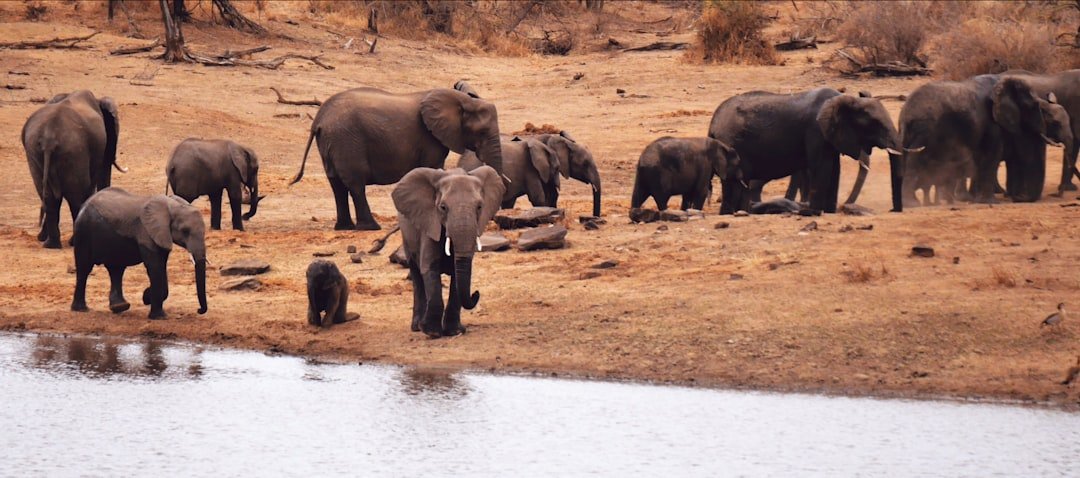Elephants Practice Ancient Funeral Rituals (image credits: unsplash)