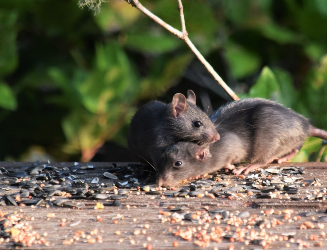 Rats Choose Compassion Over Chocolate (image credits: unsplash)