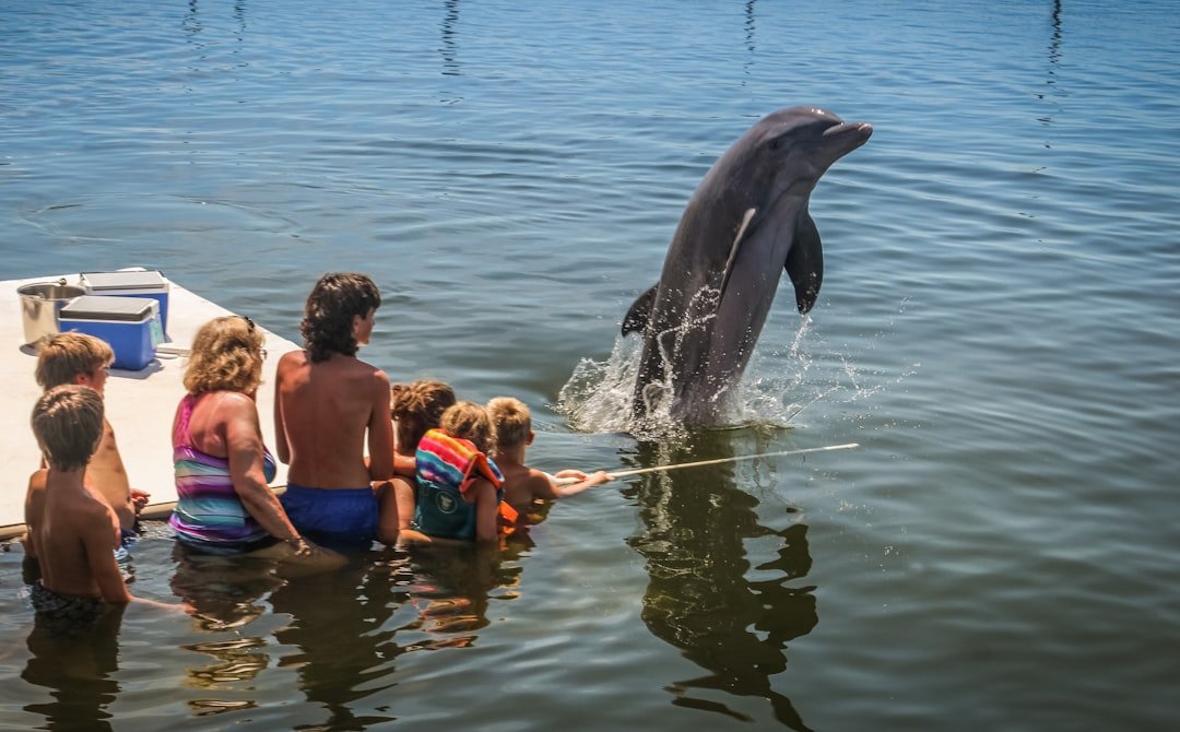Dolphins Rescue Strangers Across Species Lines (image credits: unsplash)