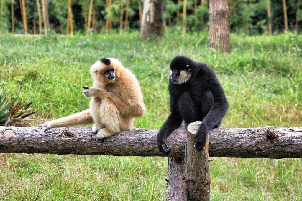 Primates Display Sophisticated Social Justice