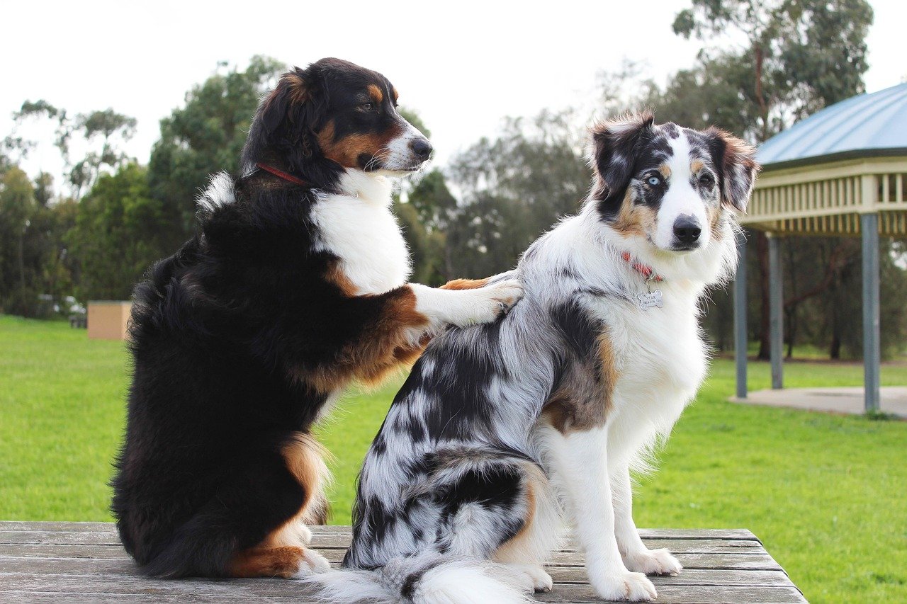Dogs Display Remarkable Emotional Intelligence (image credits: pixabay)
