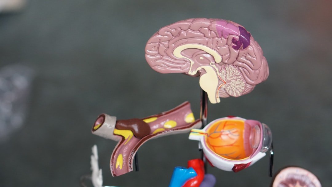 The Two-Way Highway Between Gut and Brain (image credits: unsplash)