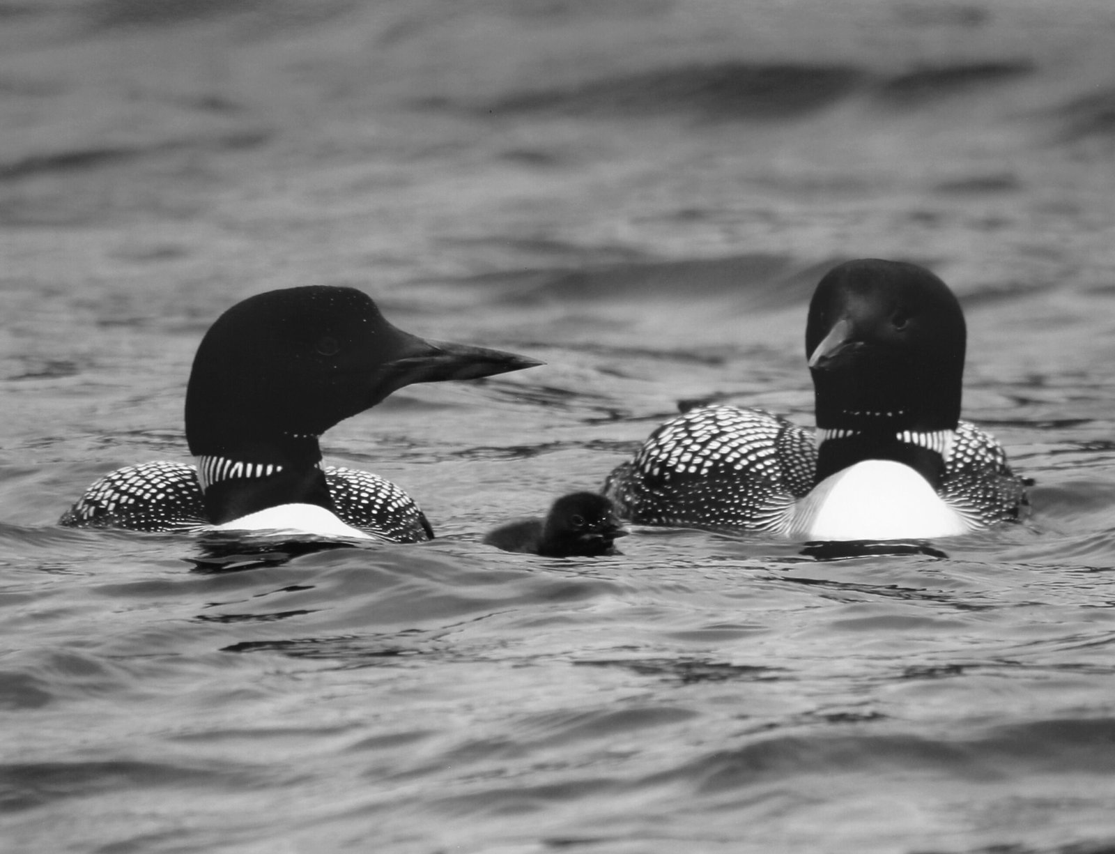 The Hidden Clues (image credits: wikimedia)