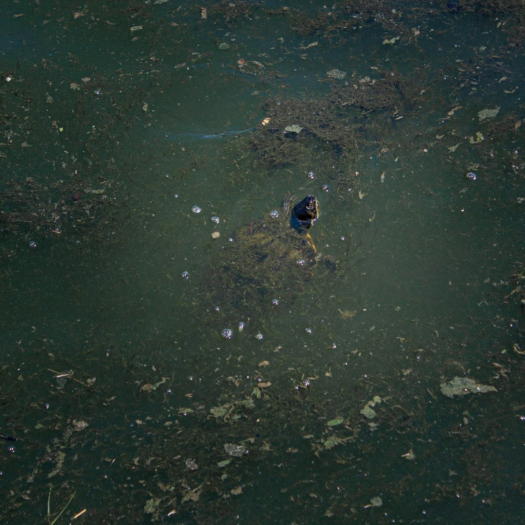 Global Perspectives (image credits: unsplash)