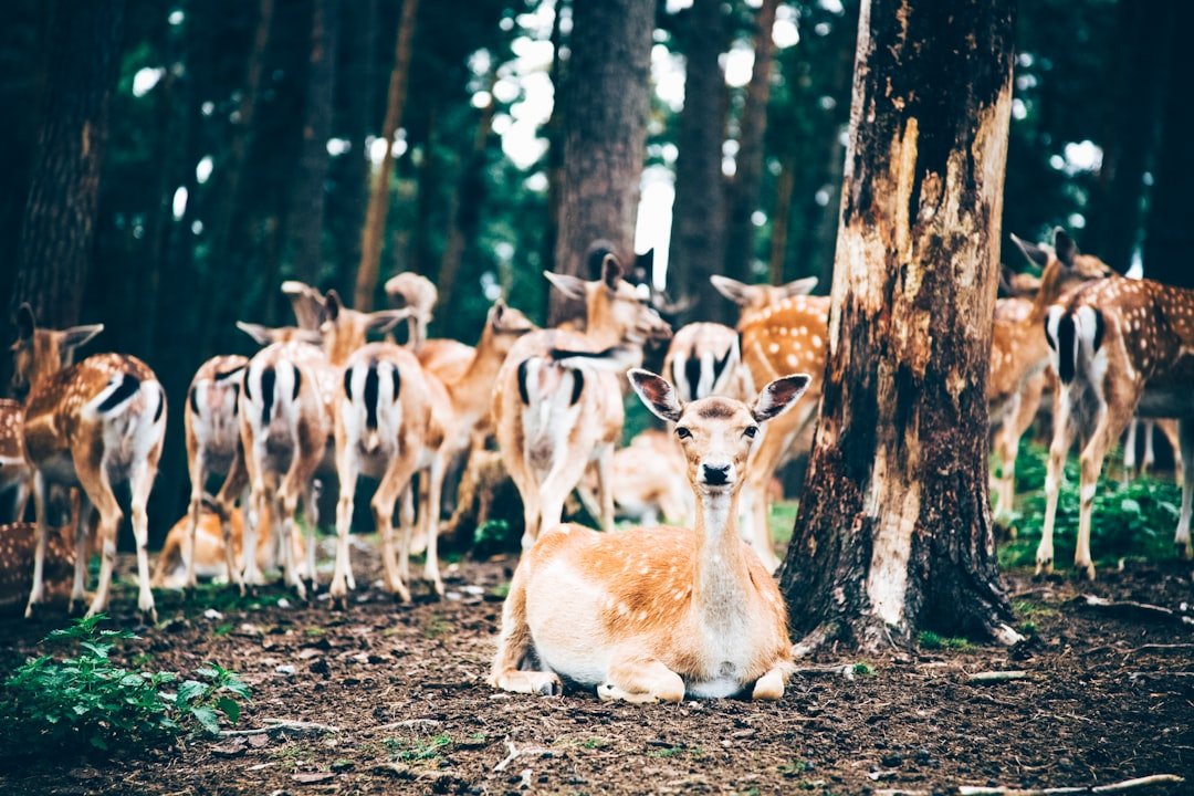 The Pack Lineup: Aries to Virgo (image credits: unsplash)