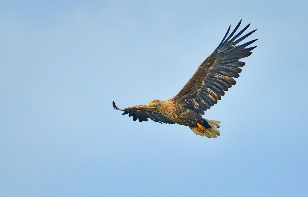 The Eagle: Scorpio's Most Celebrated Aerial Symbol (image credits: unsplash)