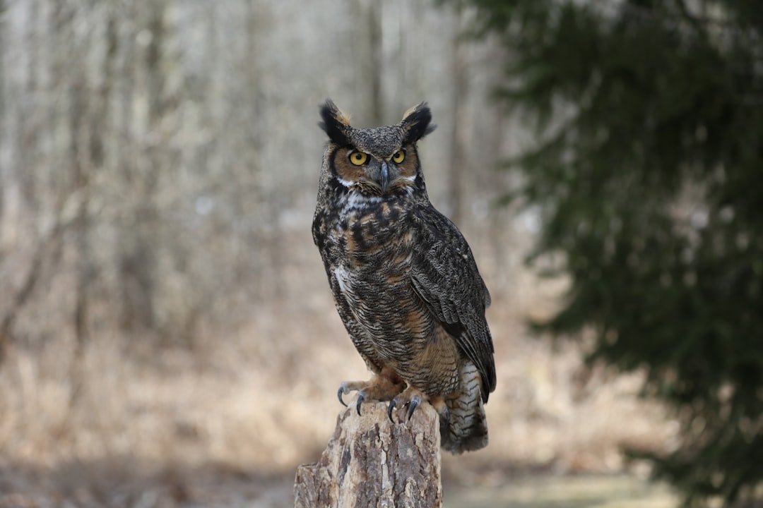 The Great Horned Owl: Master of Nocturnal Hunting (image credits: unsplash)
