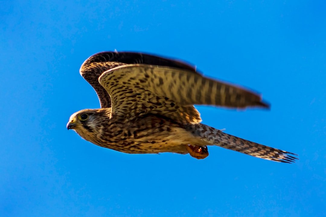 The Peregrine Falcon: Speed and Precision Combined (image credits: unsplash)